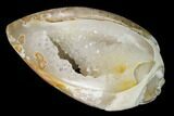 Chalcedony Replaced Gastropod With Druzy Quartz - India #166271-1